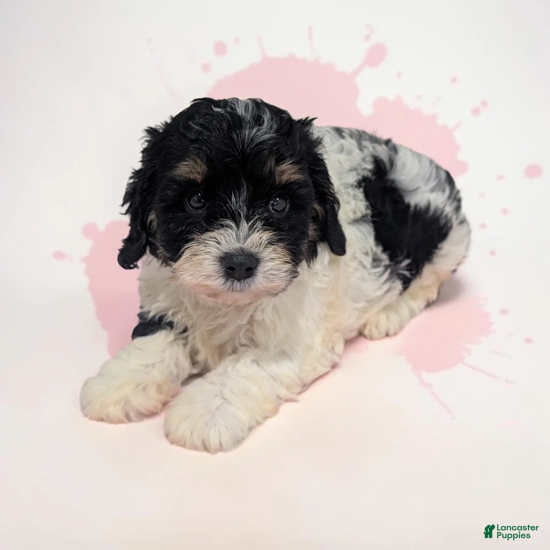 Cavapoo dogs for sale: Cherry - Ad 1