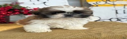 Shih Tzu dogs for sale: Patch - Ad 12