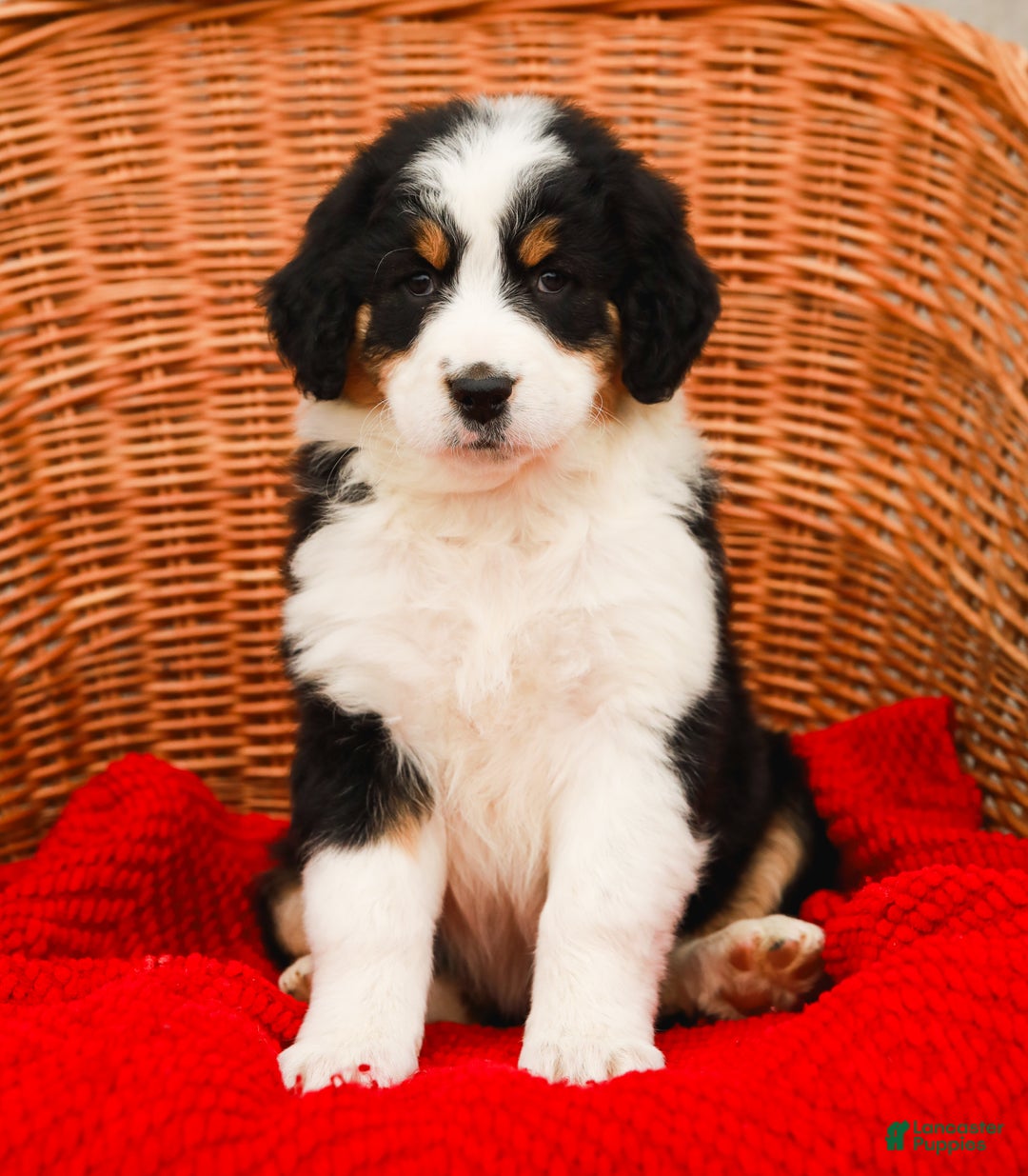 Aussiedoodle dogs for sale: Rose Standard - Ad 3