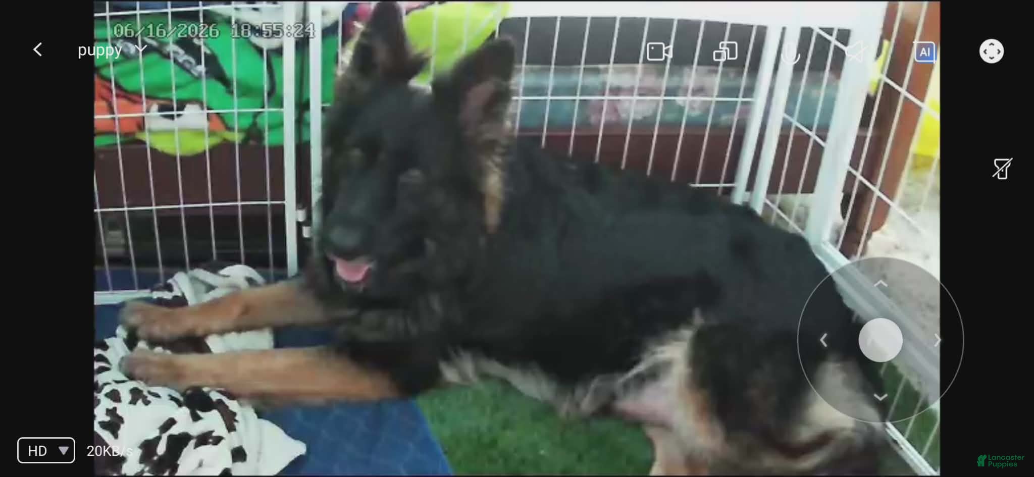 German Shepherd dogs German Shepherd 10 - Ad 2