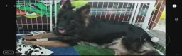 German Shepherd dogs for sale: German Shepherd 10 - Ad 2