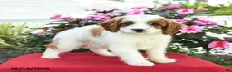 Cavapoo dogs for sale: Meg - Ad 3