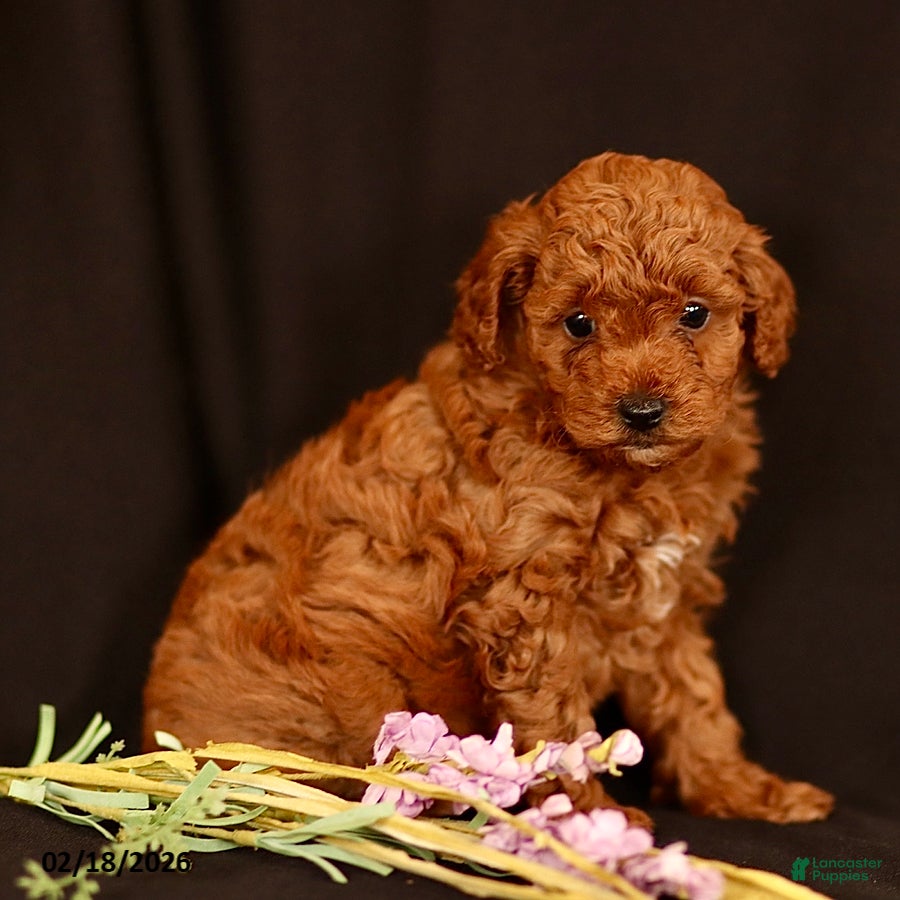 Miniature Poodle dogs Jace - Ad 1