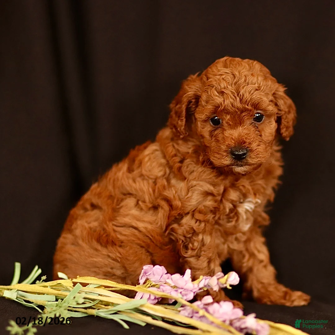 Miniature Poodle dogs for sale: Jace - Ad 1