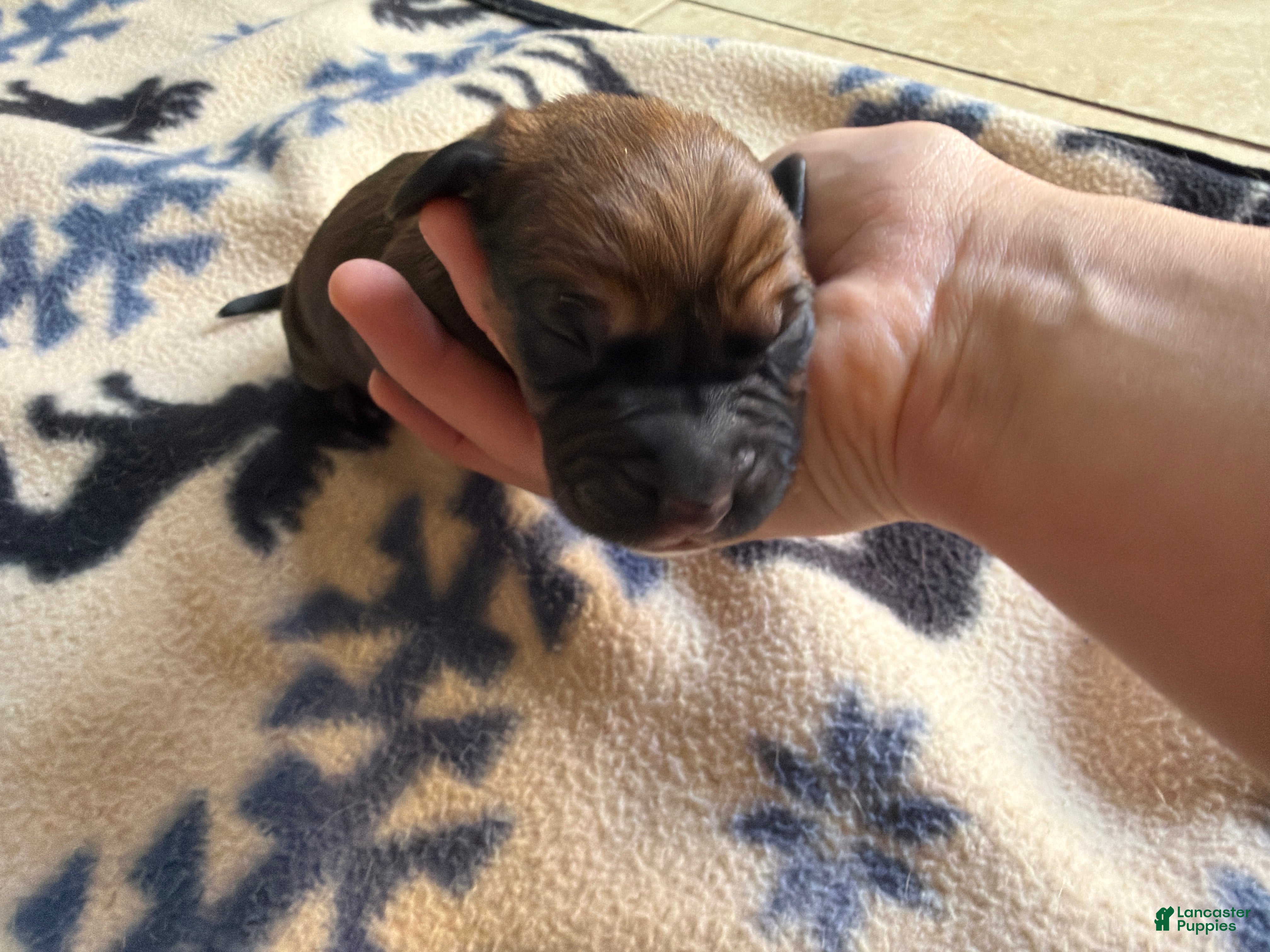 Mixed Breed dogs Molly - Ad 7