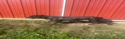Cane Corso dogs for sale: Jeriah - Ad 11