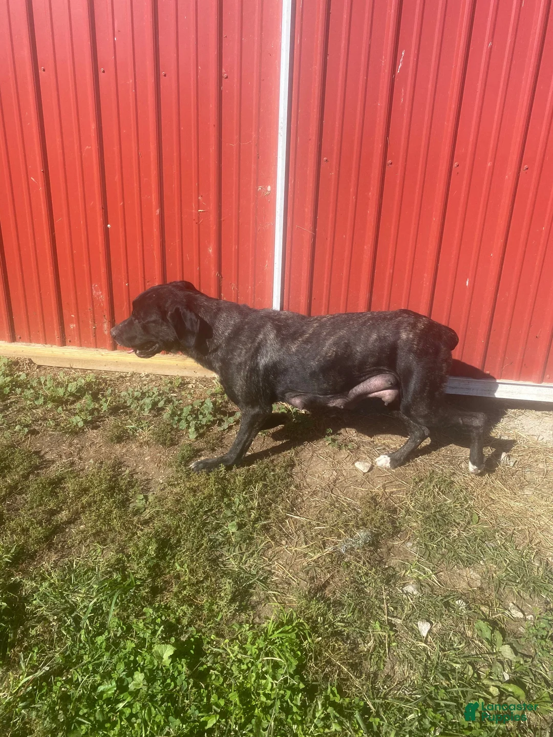 Cane Corso dogs for sale: Jeriah - Ad 11