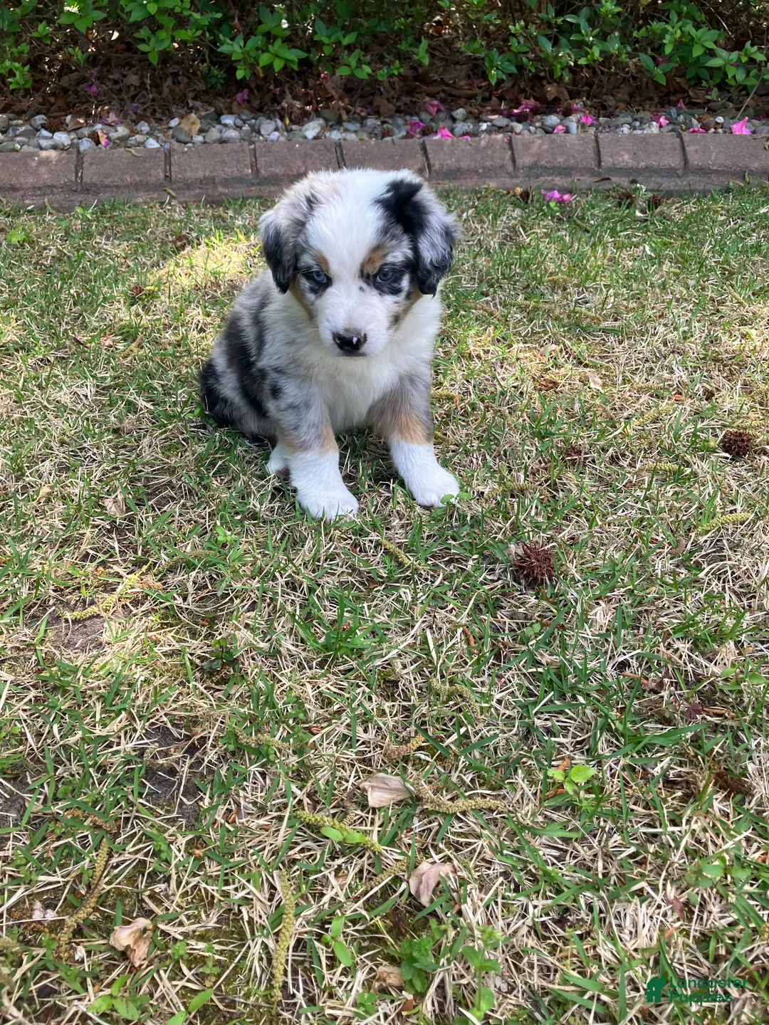 Australian Shepherd dogs for sale: Bandit - Ad 2