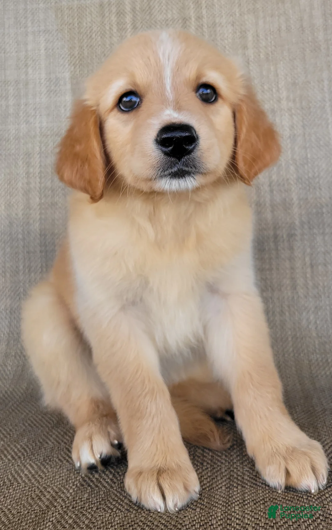 Australian Shepherd dogs for sale: Princess - Ad 1