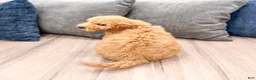 Miniature Labradoodle dogs for sale: Kallie - Ad 6
