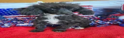 Toy Poodle dogs for sale: Lady - Ad 3