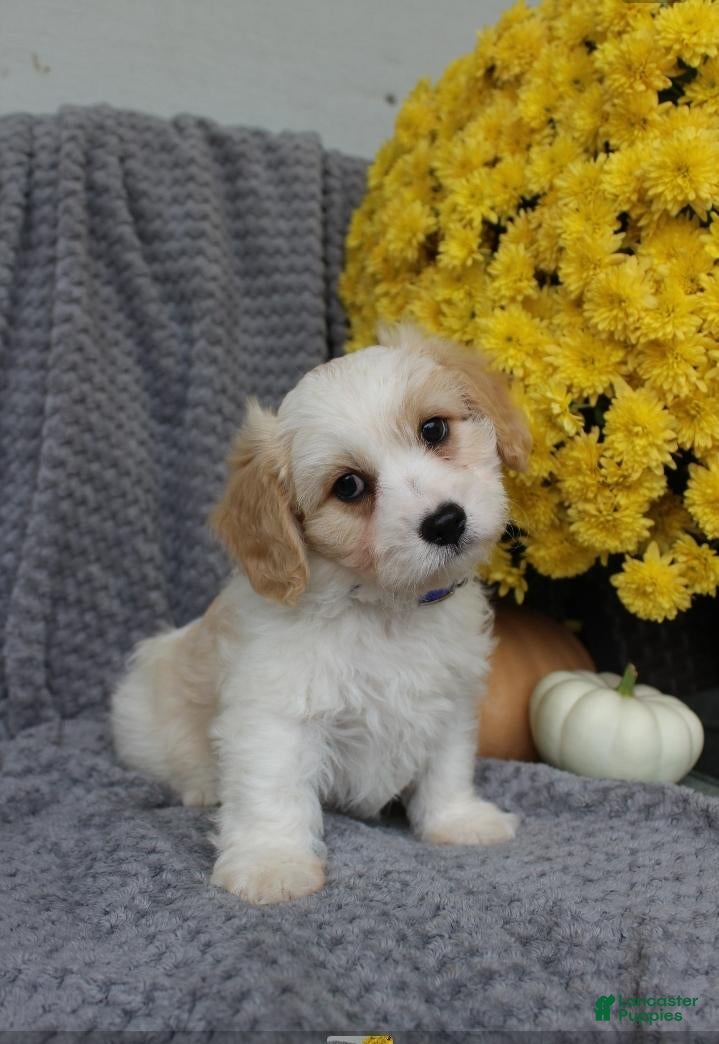 Cavachon dogs Rover - Ad 1