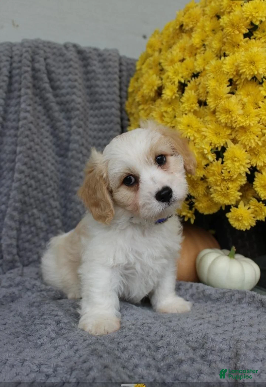Cavachon dogs for sale: Rover - Ad 1