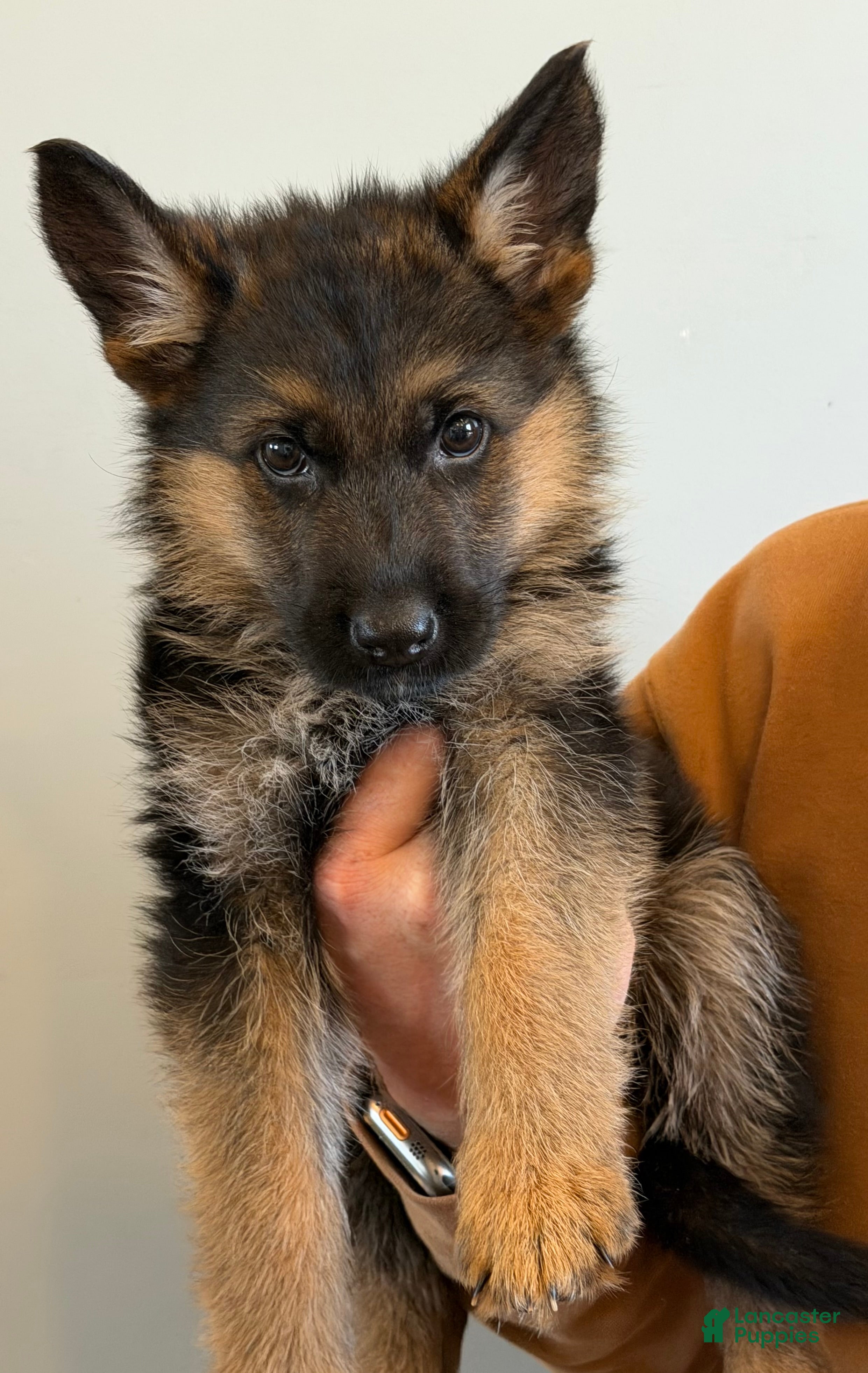 German Shepherd dogs Hercules - Ad 1