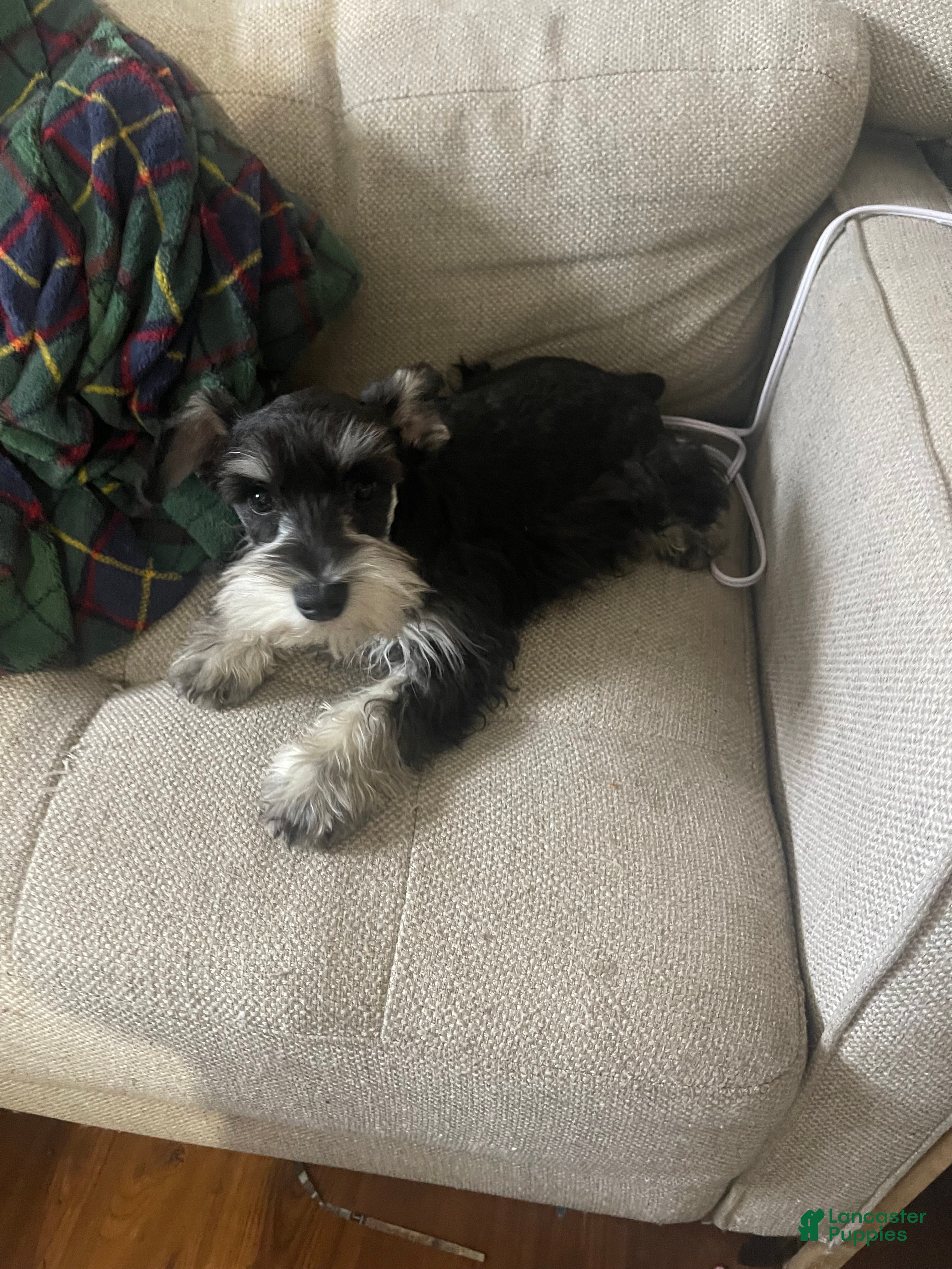 Miniature Schnauzer dogs Miniature Schnauzer Puppy 1 - Ad 40