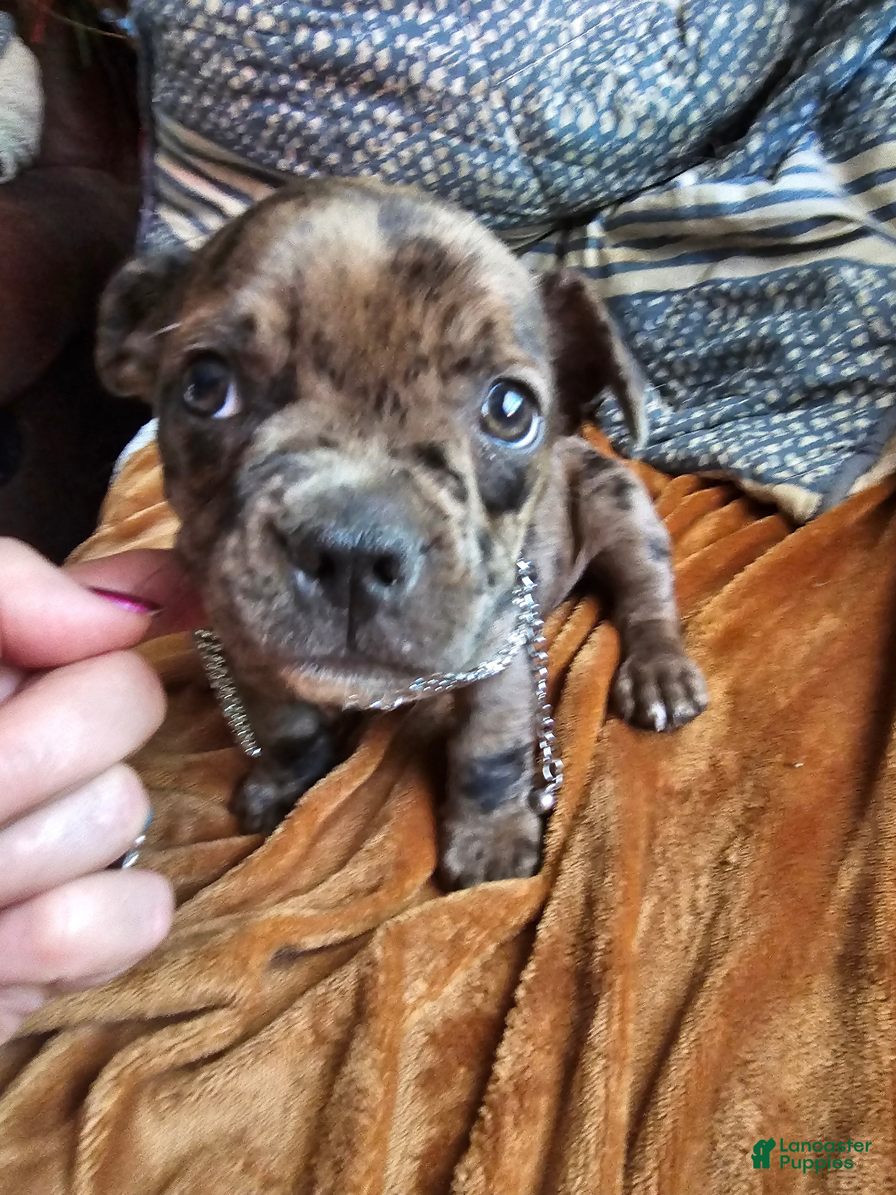 Frenchton dogs for sale: Frenchton BUBBA 🩵 - Ad 6