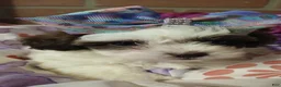 Havanese dogs for sale: Havanese 3 - Ad 3