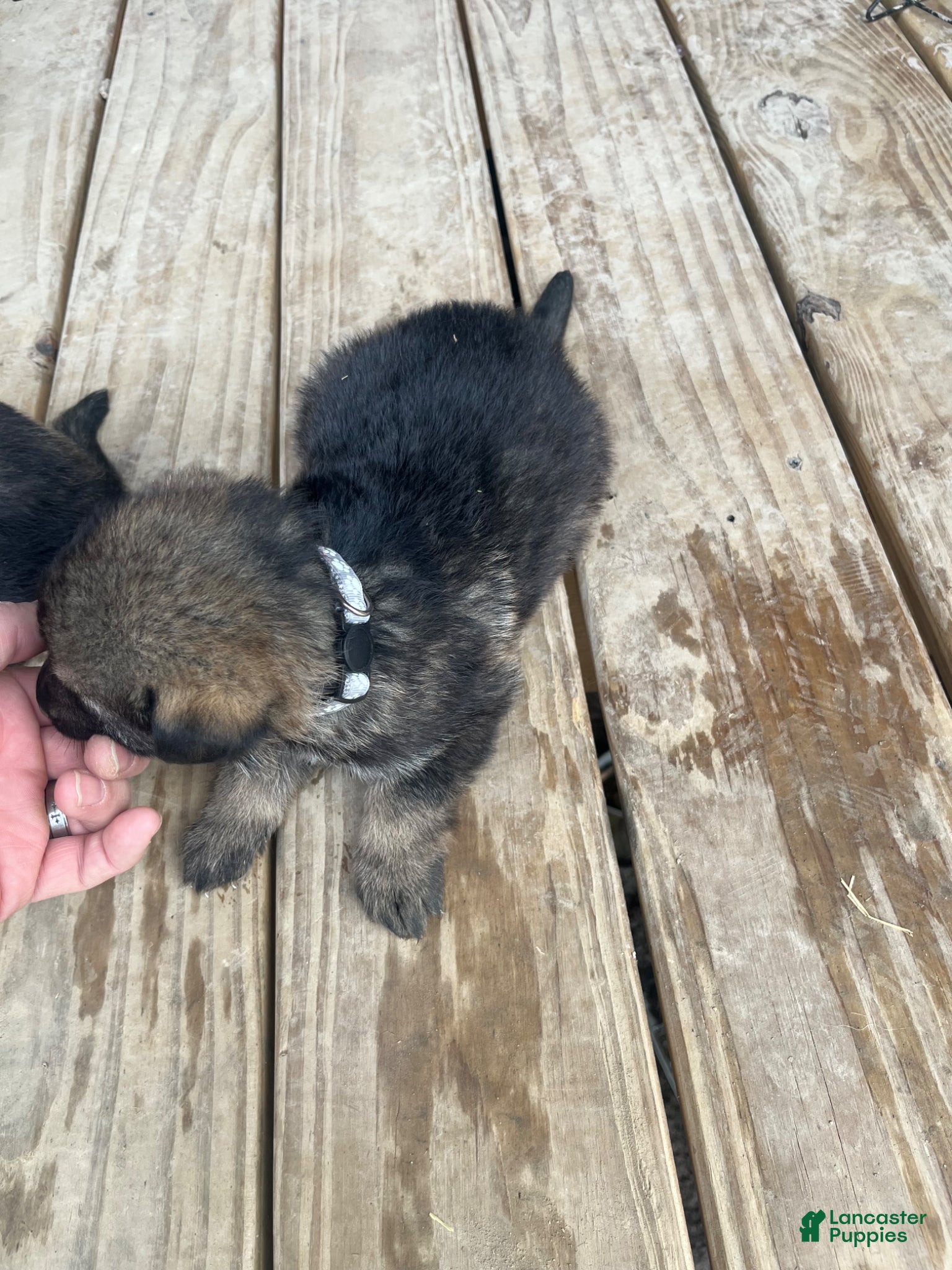 German Shepherd dogs for sale: German Shepherd Puppy 2 - Ad 4