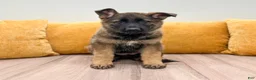 German Shepherd dogs for sale: Crissy - Ad 1