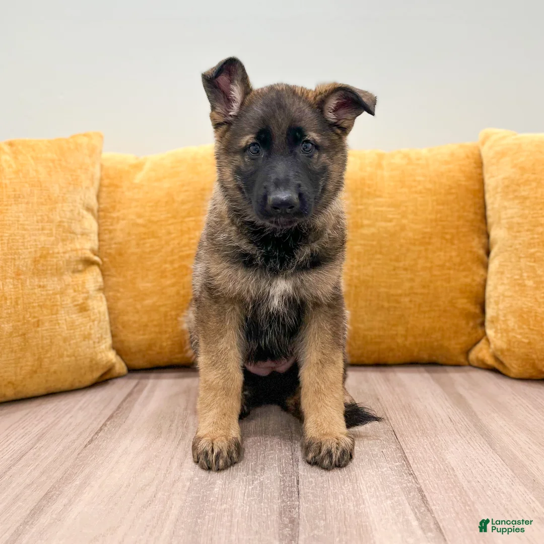 German Shepherd dogs for sale: Crissy - Ad 1