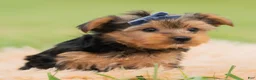 Yorkshire Terrier dogs for sale: Fizzie  - Ad 2