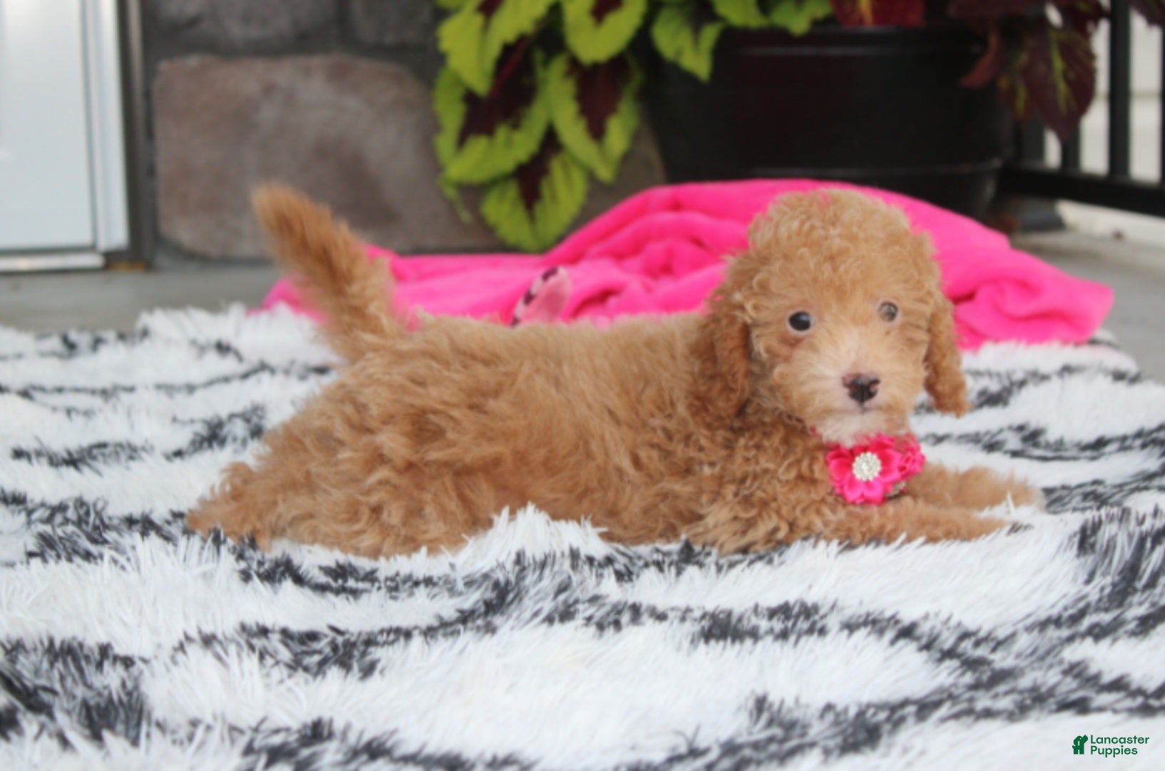 Bichpoo dogs Kalila  - Ad 2