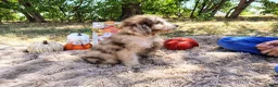 Mini Goldendoodle dogs for sale: Mini Goldendoodle 5 - Ad 3