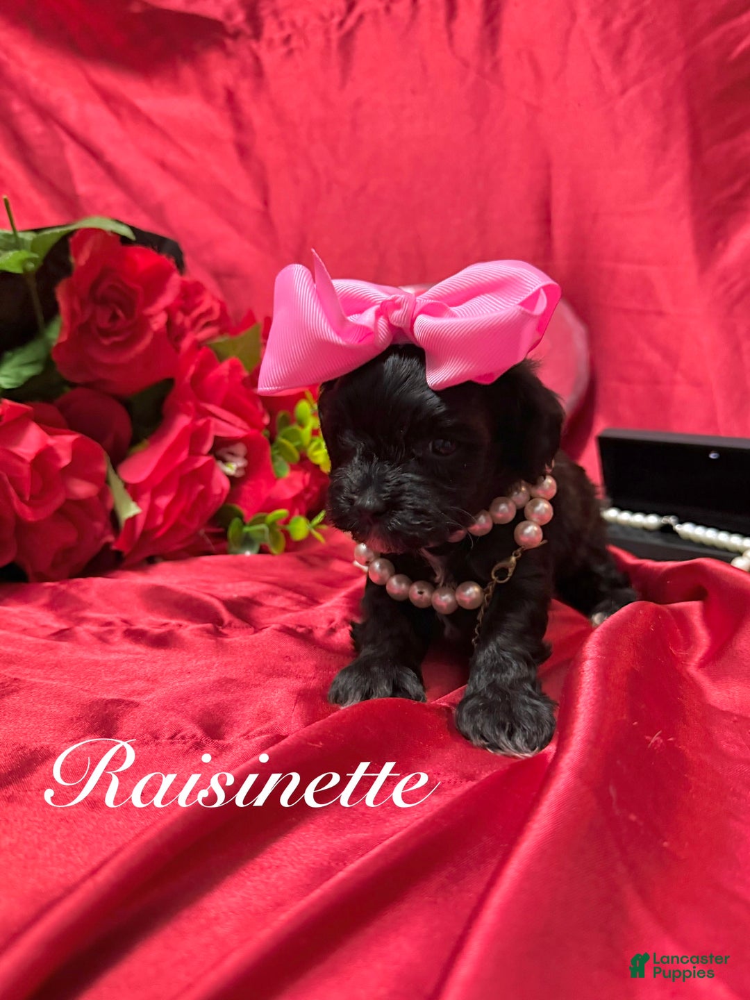 Yorkiepoo dogs for sale: Raisinette  - Ad 1