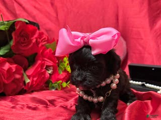 Yorkiepoo dogs Raisinette - Ad 40