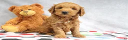 Mini Goldendoodle dogs for sale: Austin - Ad 3
