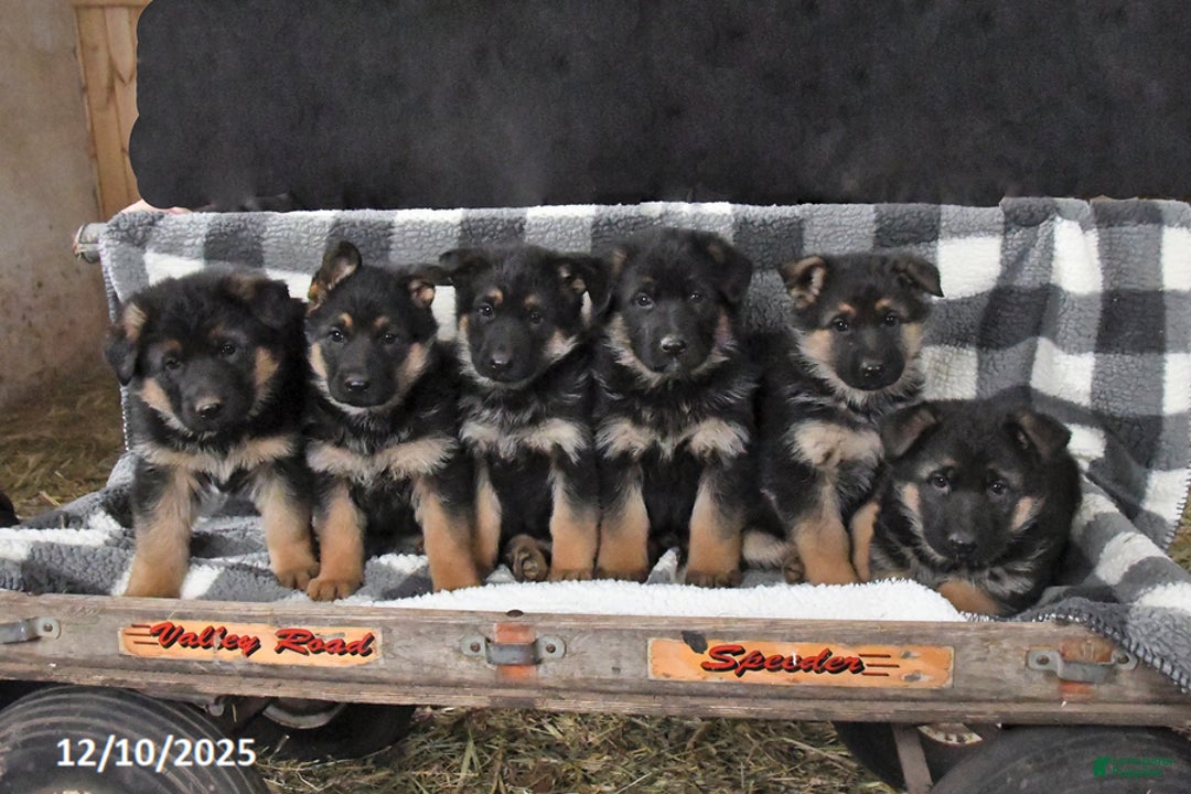 German Shepherd dogs for sale: Holly - Ad 3