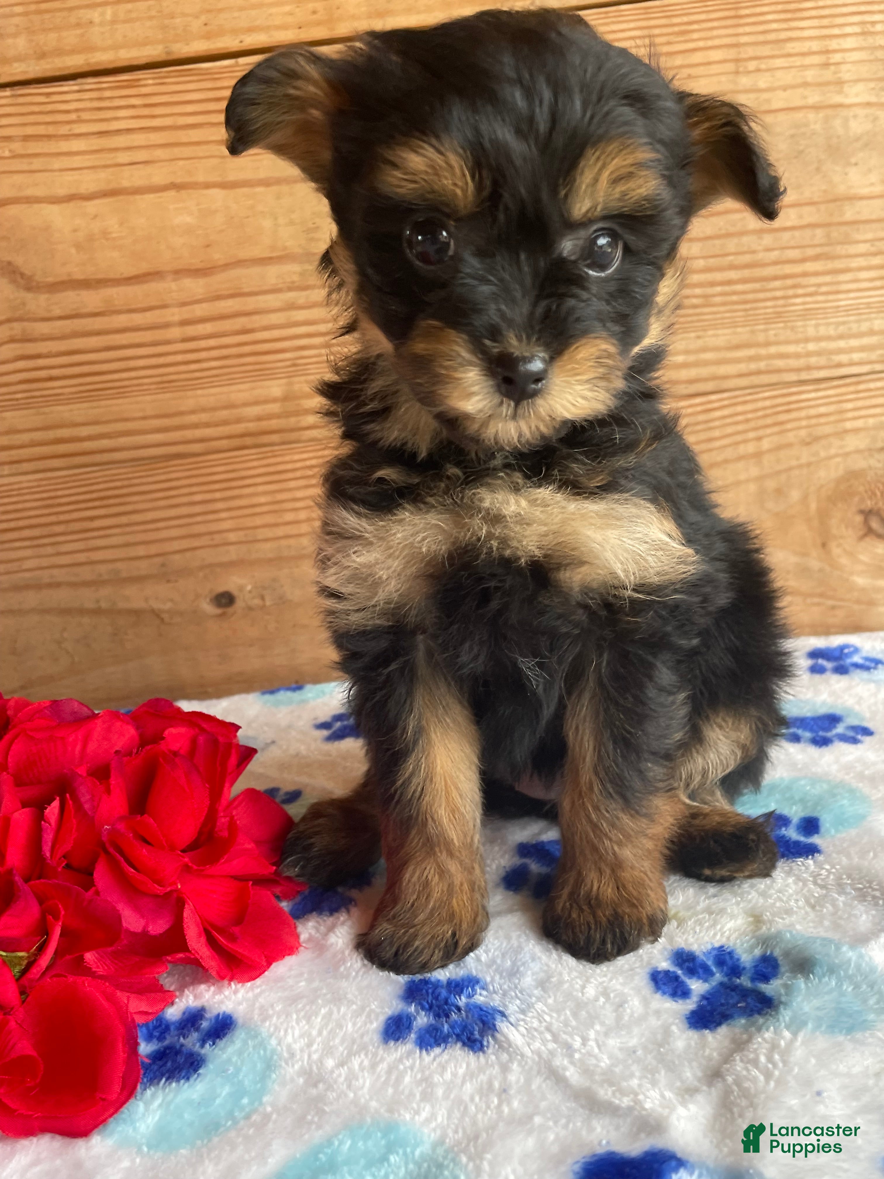 Pomapoo dogs Snuggles - Ad 8