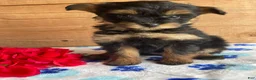 Pomapoo dogs for sale: Snuggles - Ad 1