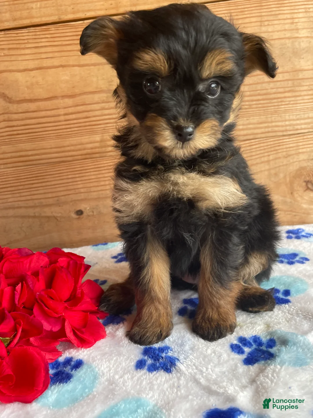 Pomapoo dogs for sale: Snuggles - Ad 1