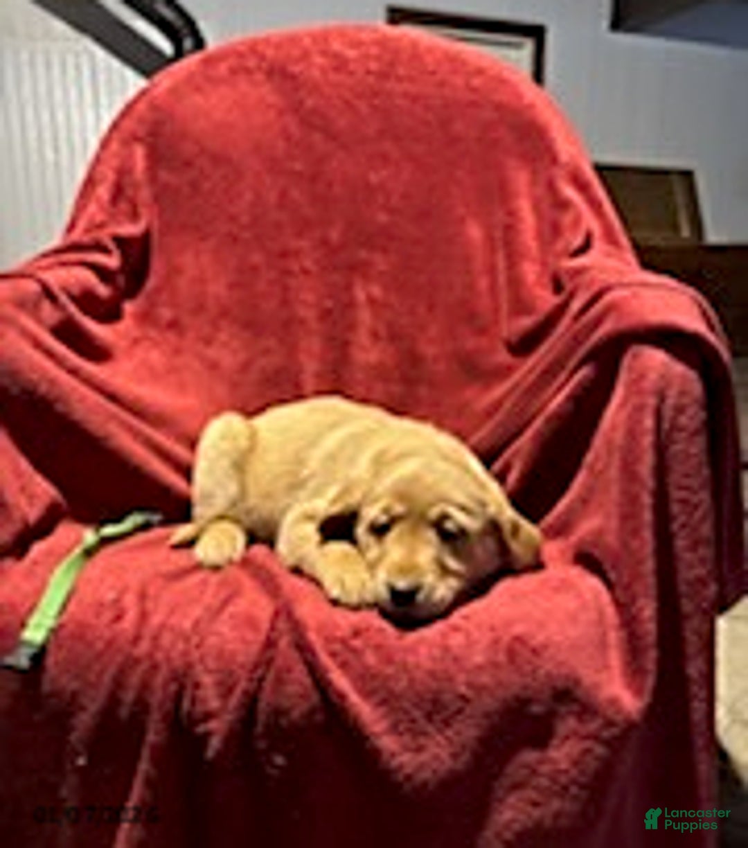 Goldador dogs for sale: April - Ad 7