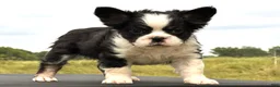 French Bulldog dogs for sale: Kung Fu Panda - Ad 5