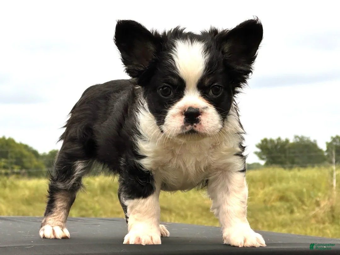 French Bulldog dogs for sale: Kung Fu Panda - Ad 5