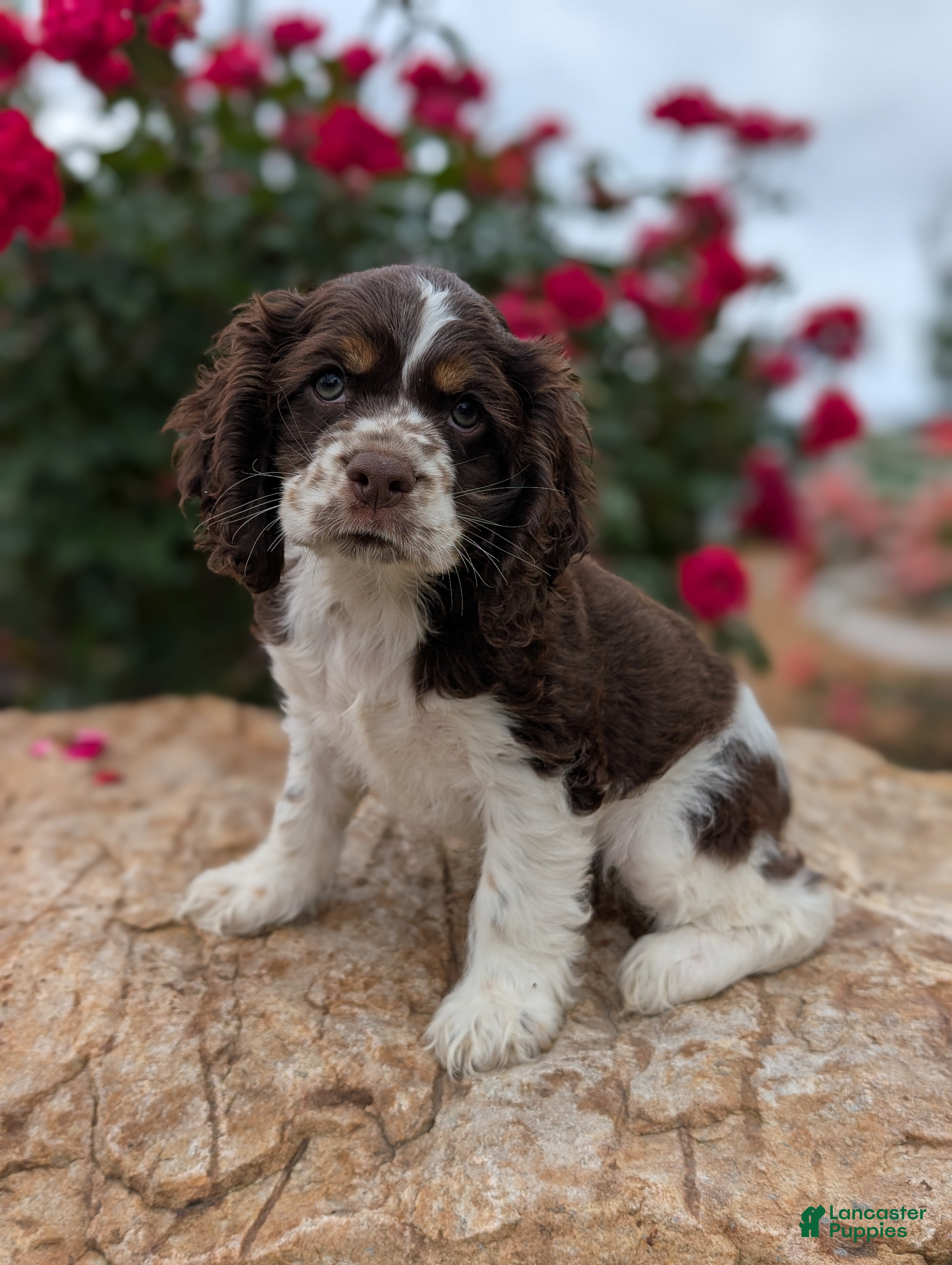 Cocker Spaniel dogs Beth  - Ad 2
