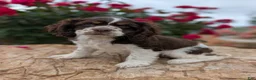 Cocker Spaniel dogs for sale: Beth  - Ad 2