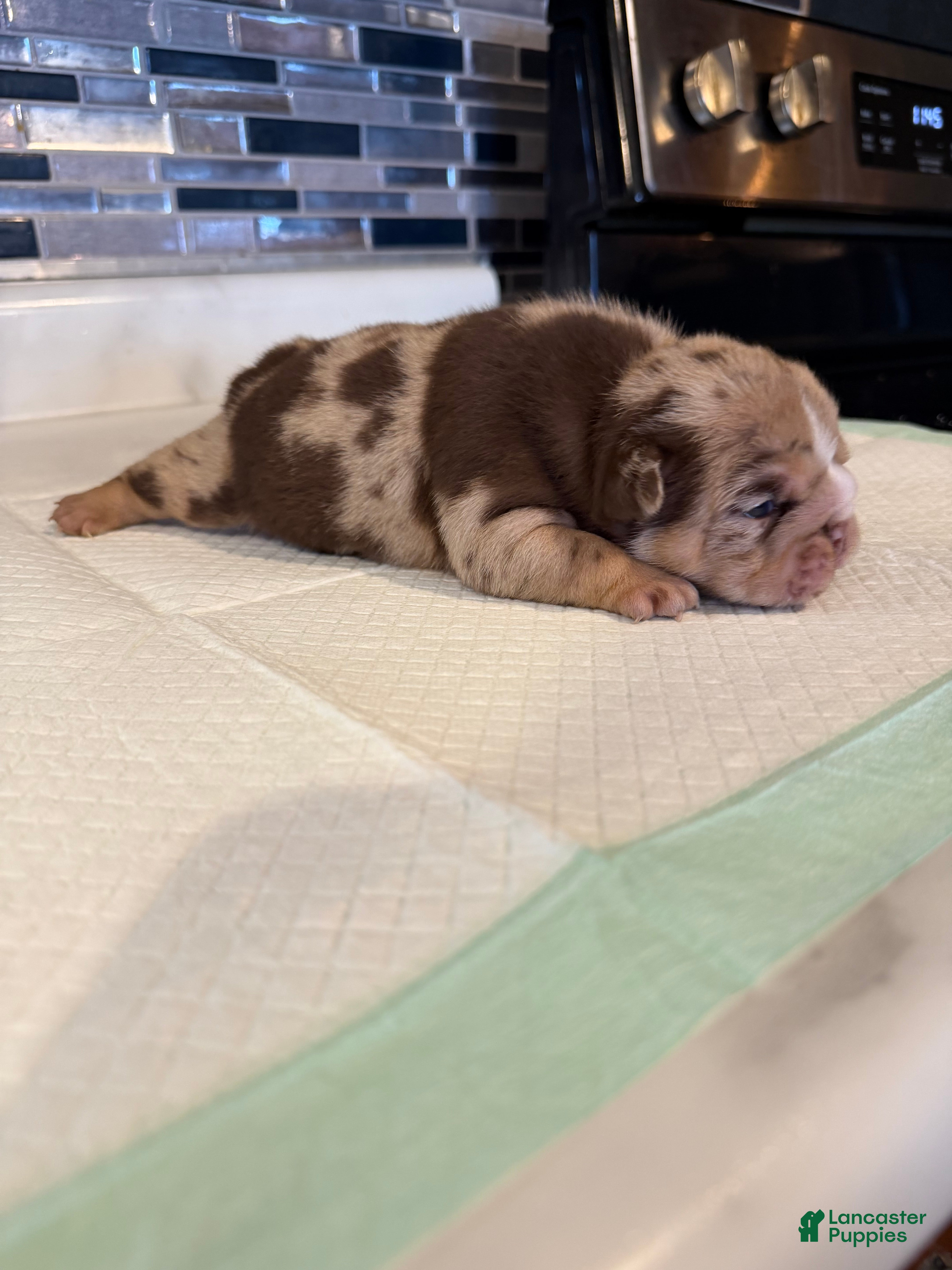 English Bulldog dogs McFlurry - Ad 9