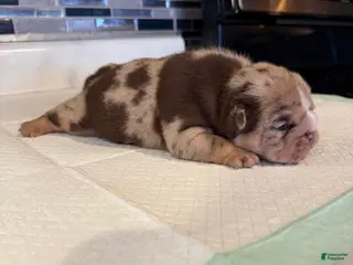 English Bulldog dogs McFlurry - Ad 9