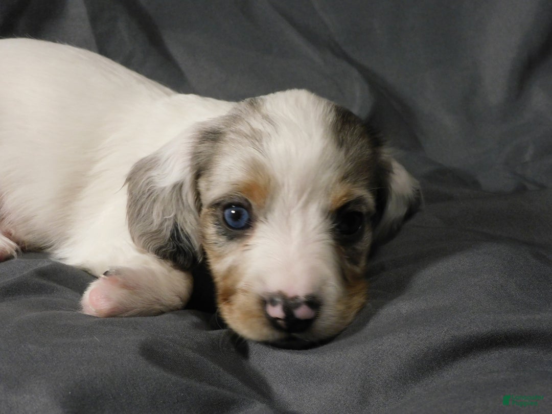 Miniature Dachshund dogs for sale: LMA's ChampionDoxie White Chocolate Chunk - Ad 9