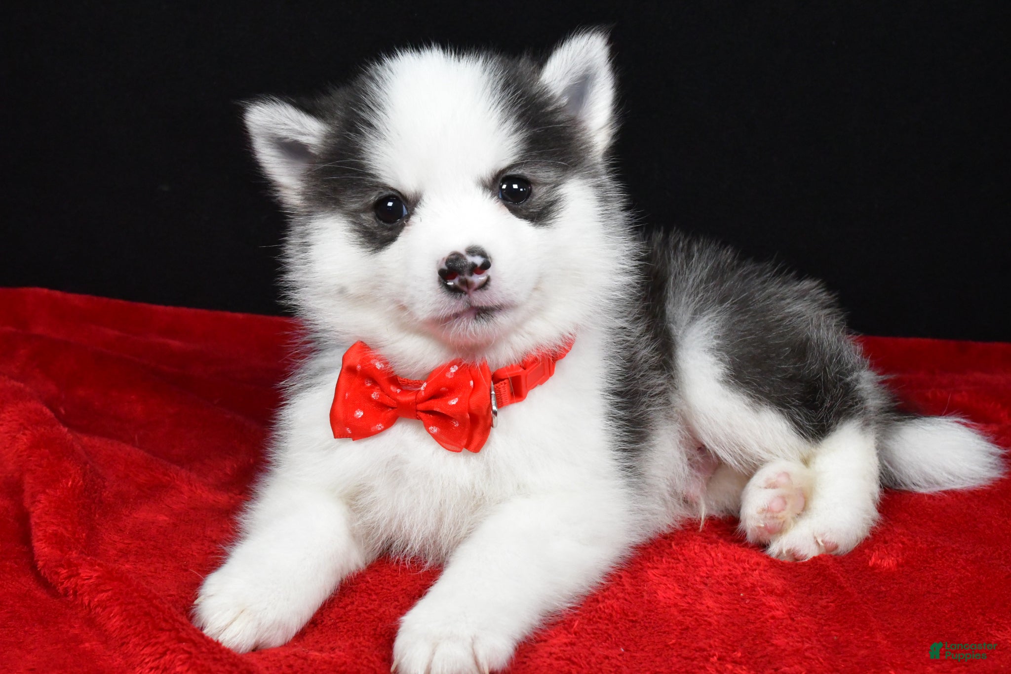Pomsky dogs Jeff - Ad 2