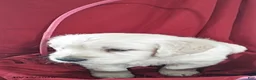 Golden Retriever dogs for sale: Anika - Ad 4