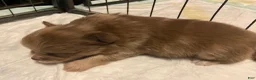 Pomeranian dogs for sale: Pomeranian 3 - Ad 7