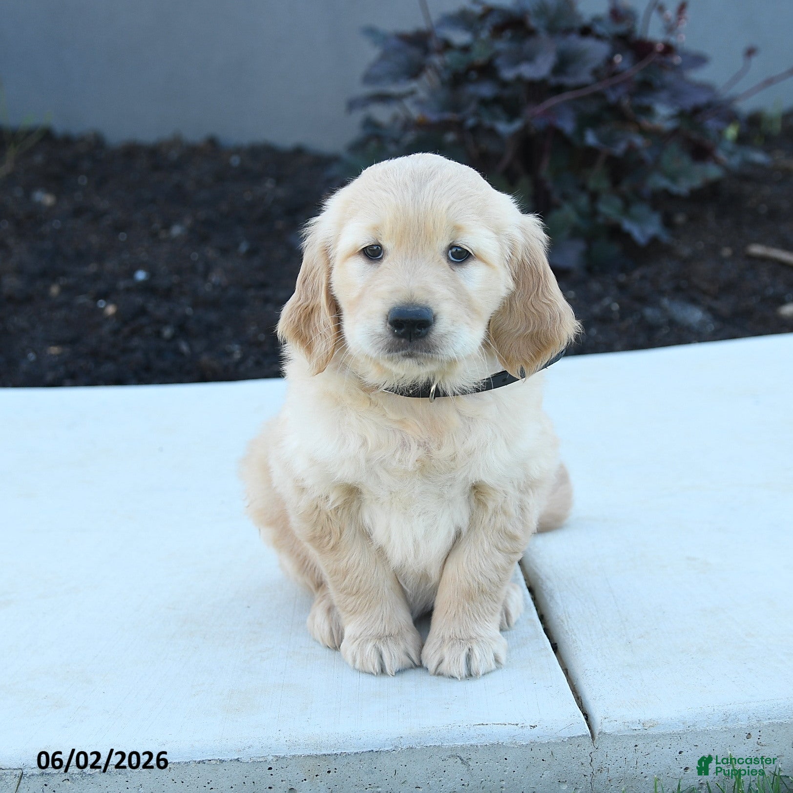 Golden Retriever dogs for sale: Wanda - Ad 4