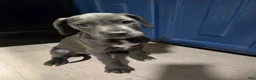 Great Dane dogs for sale: Great Dane Puppy 1 - Ad 4