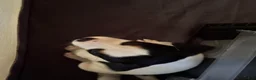 Jack Russell Terrier dogs for sale: Puppy 3 - Ad 2