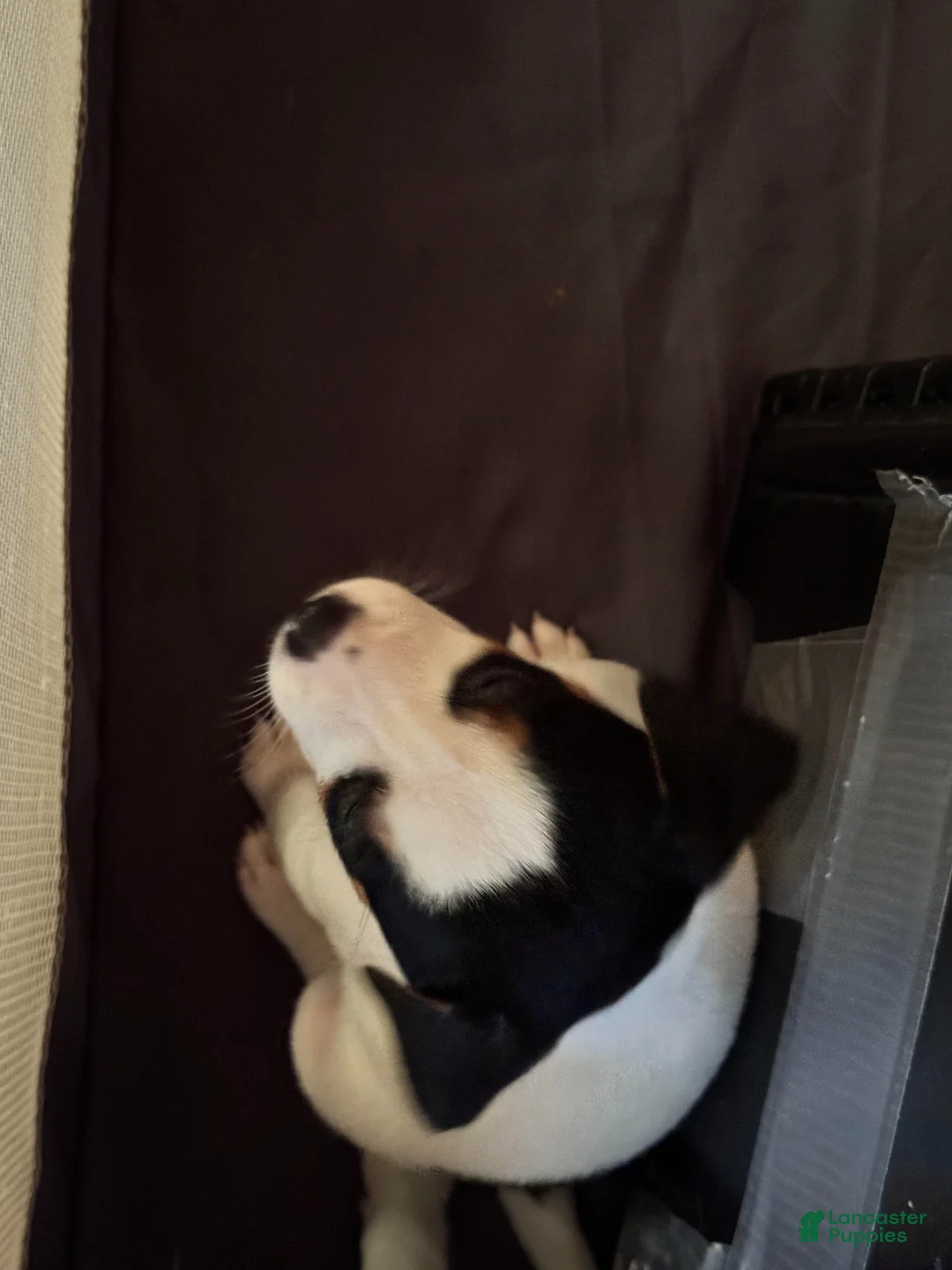 Jack Russell Terrier dogs for sale: Puppy 3 - Ad 2