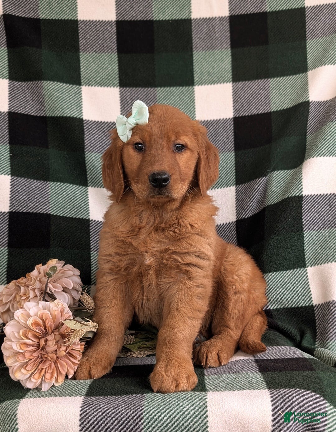 Golden Retriever dogs for sale: Egypt - Ad 4